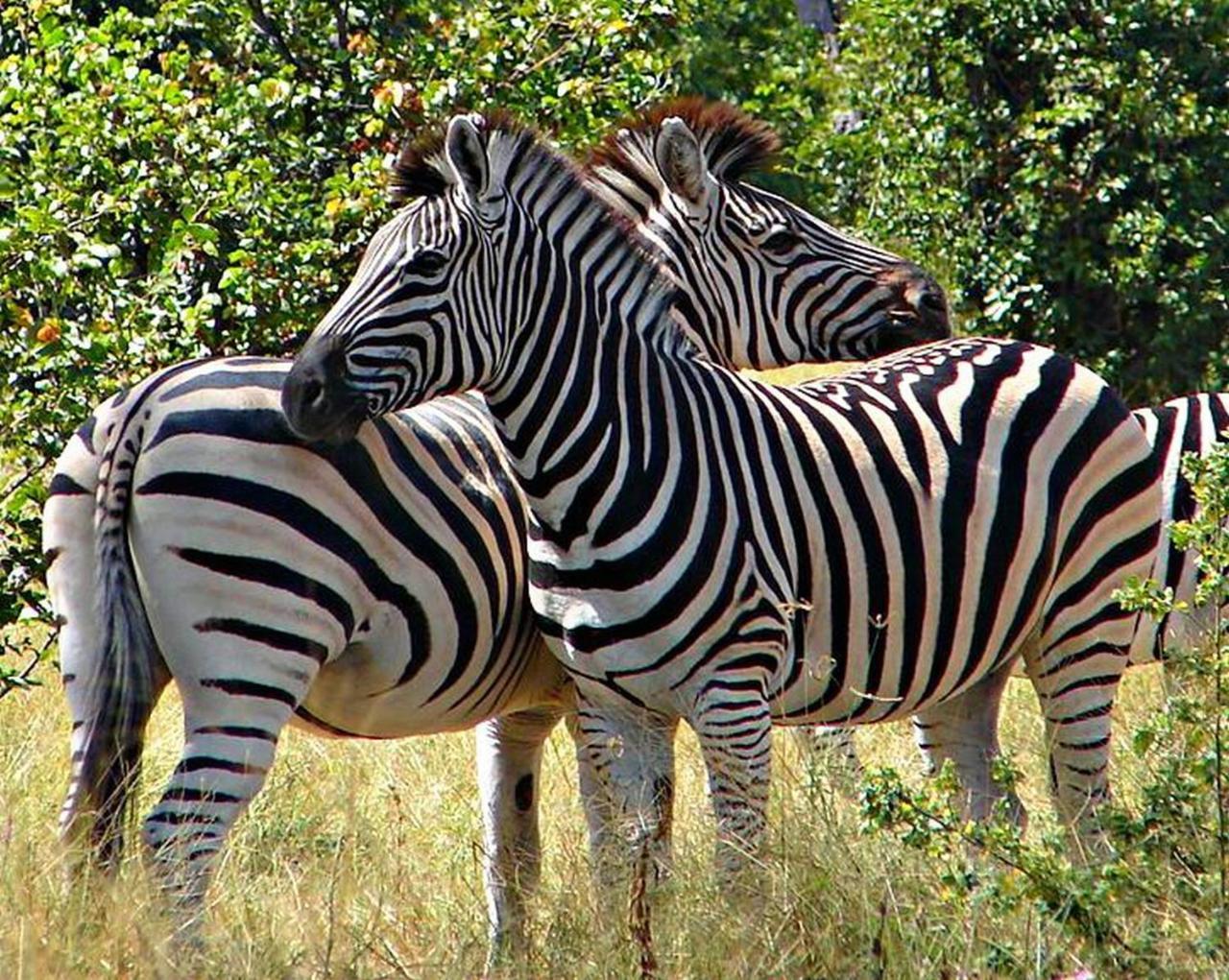 Kwalape Safari Lodge Kasane Exteriér fotografie